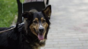 Третий московский фестиваль для собак и их владельцев «Собаки в городе»