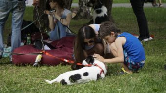 Третий московский фестиваль для собак и их владельцев «Собаки в городе»
