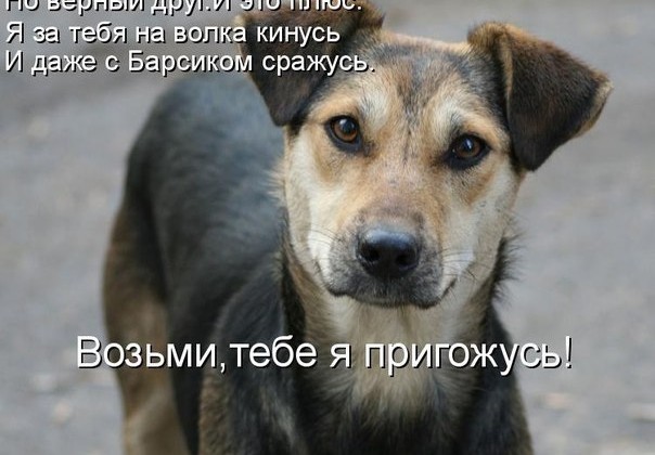 Дворняга вместо породистой собаки - Фонд помощи бездомным животным "РЭЙ"