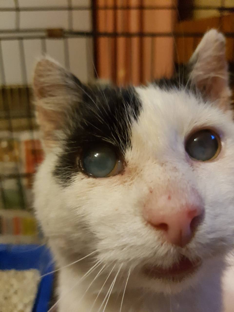 Слепой кот Вася, сбор на лечение - Фонд помощи бездомным животным РЭЙ