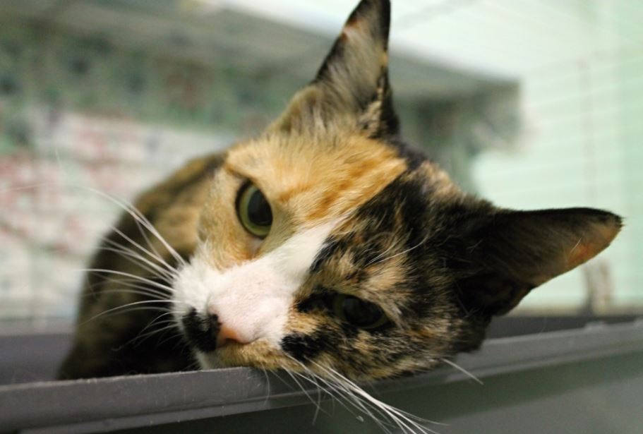 Кошка Ляля, сбор на лечение - Фонд помощи бездомным животным РЭЙ