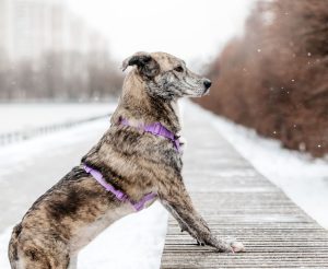 13-12-nikaviktoriya-003