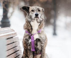 13-12-nikaviktoriya-006