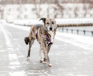 13-12-nikaviktoriya-008