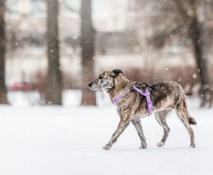 13-12-nikaviktoriya-016