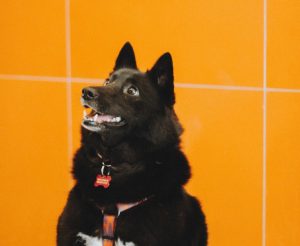 20260130-IMG_3076_11zon