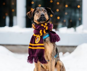 22-12-nikaviktoriya-032