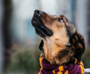 22-12-nikaviktoriya-035