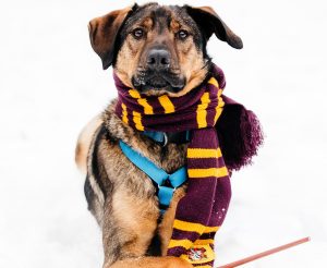 22-12-nikaviktoriya-037