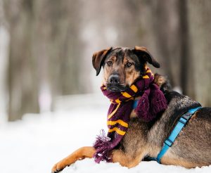 22-12-nikaviktoriya-041