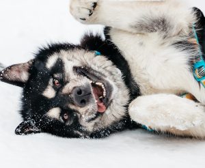 25-01-nikaviktoriya-104