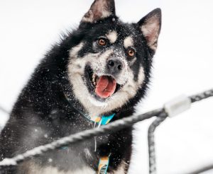 25-01-nikaviktoriya-114