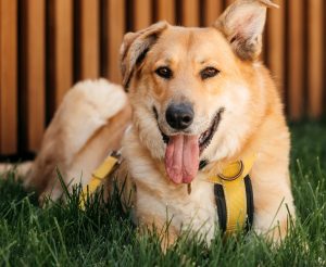 26-07-nikaviktoriya-056