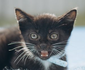4774