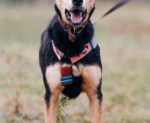 8W0B0442_resized (1)