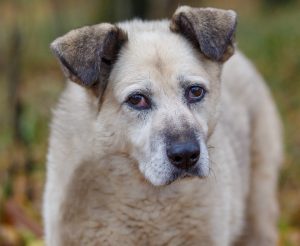 B7It7T76f5z6-HZYyOdCWGKd8whlFloD (1)