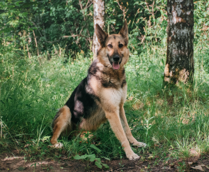 BDI_9643