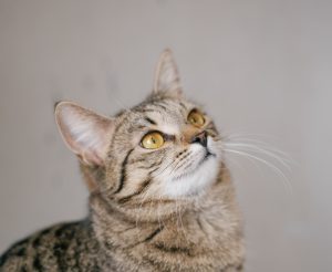 cats018