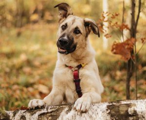 ГЛАВНАЯ САЙТ