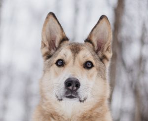 главное