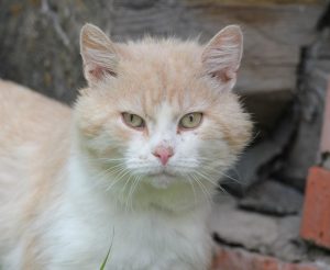 IMG_1127