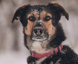 КраснаяСосна_Шаби1