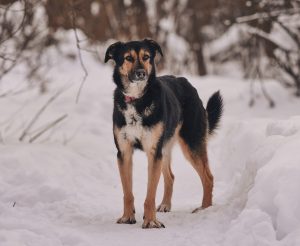 КраснаяСосна_Шаби3