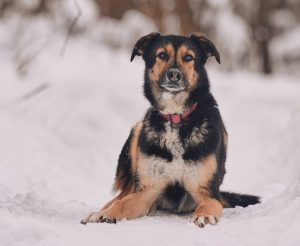 КраснаяСосна_Шаби4