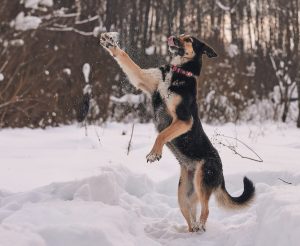 КраснаяСосна_Шаби6