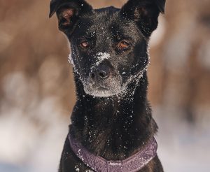 КраснаяСосна_Тата1