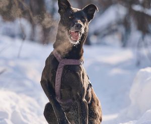 КраснаяСосна_Тата2