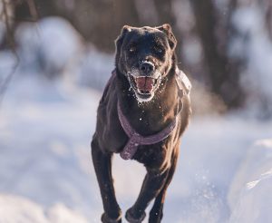 КраснаяСосна_Тата4