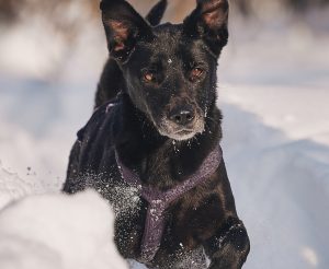 КраснаяСосна_Тата5