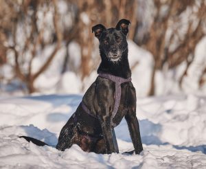 КраснаяСосна_Тата6