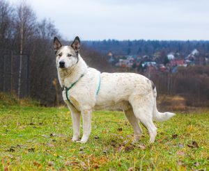 _MG_8621