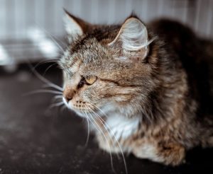 MsHXbxwHwZuE6Dq9ySCwGbX36CJf3XPpWDhZZ5BetbcCautAq88XvkcCDSskNLqGTraVWsIH0ab3EGLkGYdviMwS