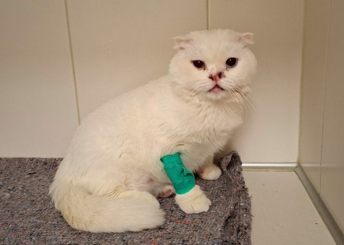 Бэль на приёме в ветеринарной клинике