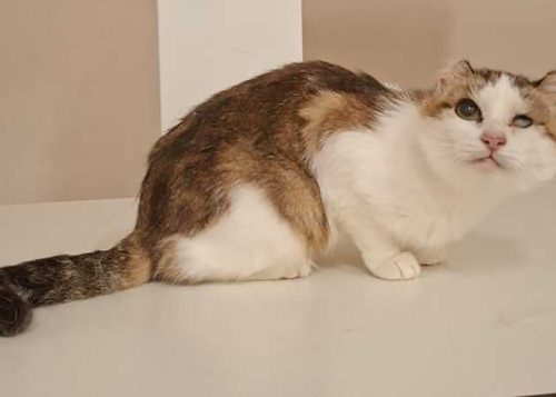 Знакомьтесь, Лада!