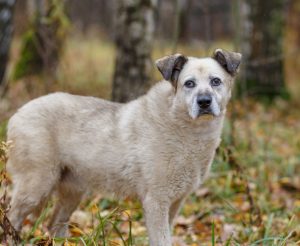 Рута2 копия (1) (1)