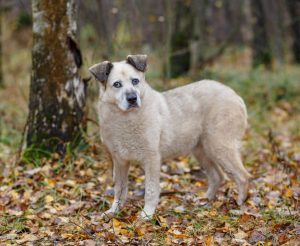 Рута4 копия (1) (1)