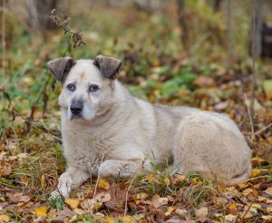 Рута6 копия (1) (1)