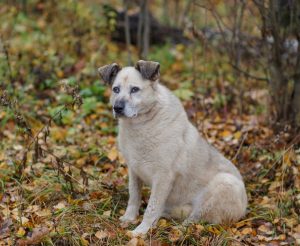 Рута7 копия (1) (1)