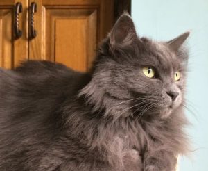 Screenshot_20251215-001259