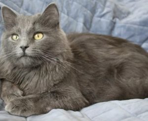 Screenshot_20251215-002011