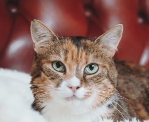 Шайни 1 главная