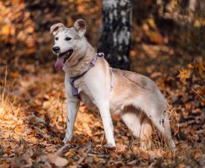 zb5XKZ4L-feAOoEWXjj54yj1v1mynXvcR-oAuqL7Q9osz7PFb4X9HyqPonw78mqbymqH4CK1b7JPW4ZGBlIlHdsT_11zon